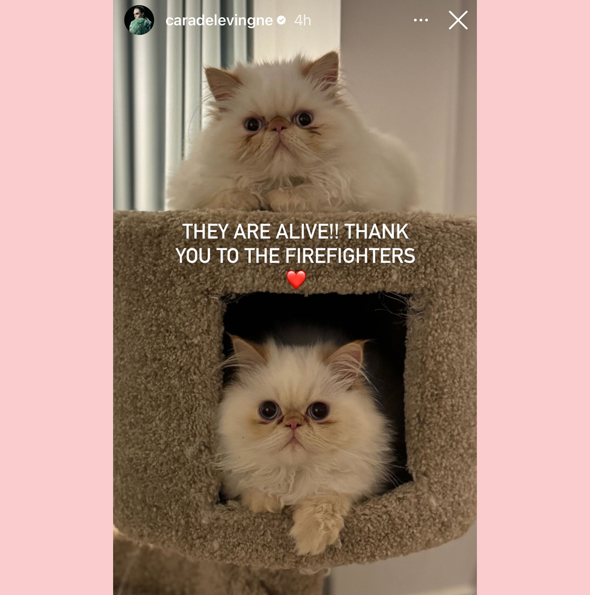 Cara Delevingne Cats Alive Instagram Story