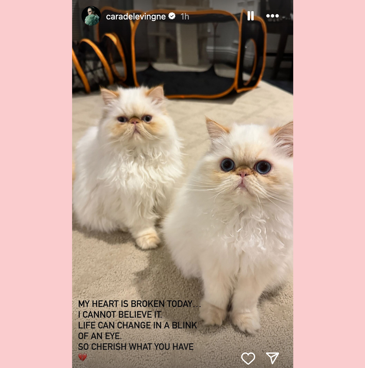 Cara Delevingne Cats Instagram Story