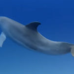 Dolphin Found SHOT TO DEATH In Louisiana -- Big Reward To Whoever Finds Sickos Responsible!