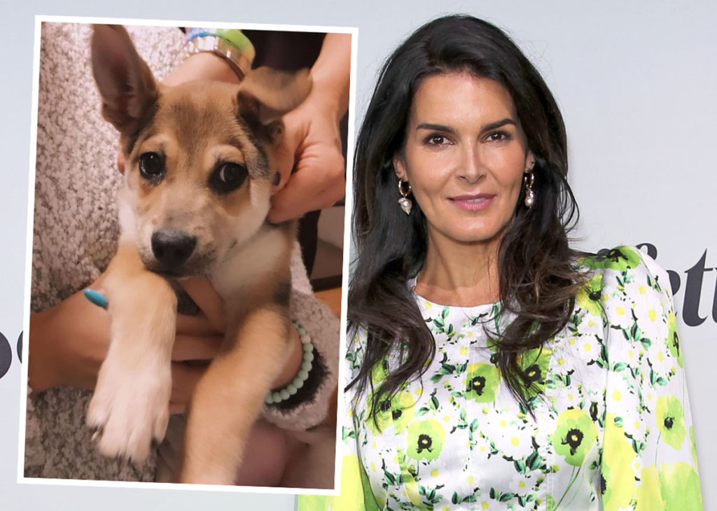 Angie Harmon Says Instacart Driver Shot & Killed Her Dog During Delivery