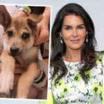 Angie Harmon Says Instacart Driver Fatally Shot Her Dog During Delivery!
