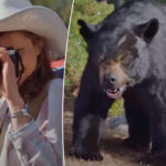 Tourist Rolls Down Window For Better Pic With Wild Bear -- And Nearly Gets Arm Bitten Off!