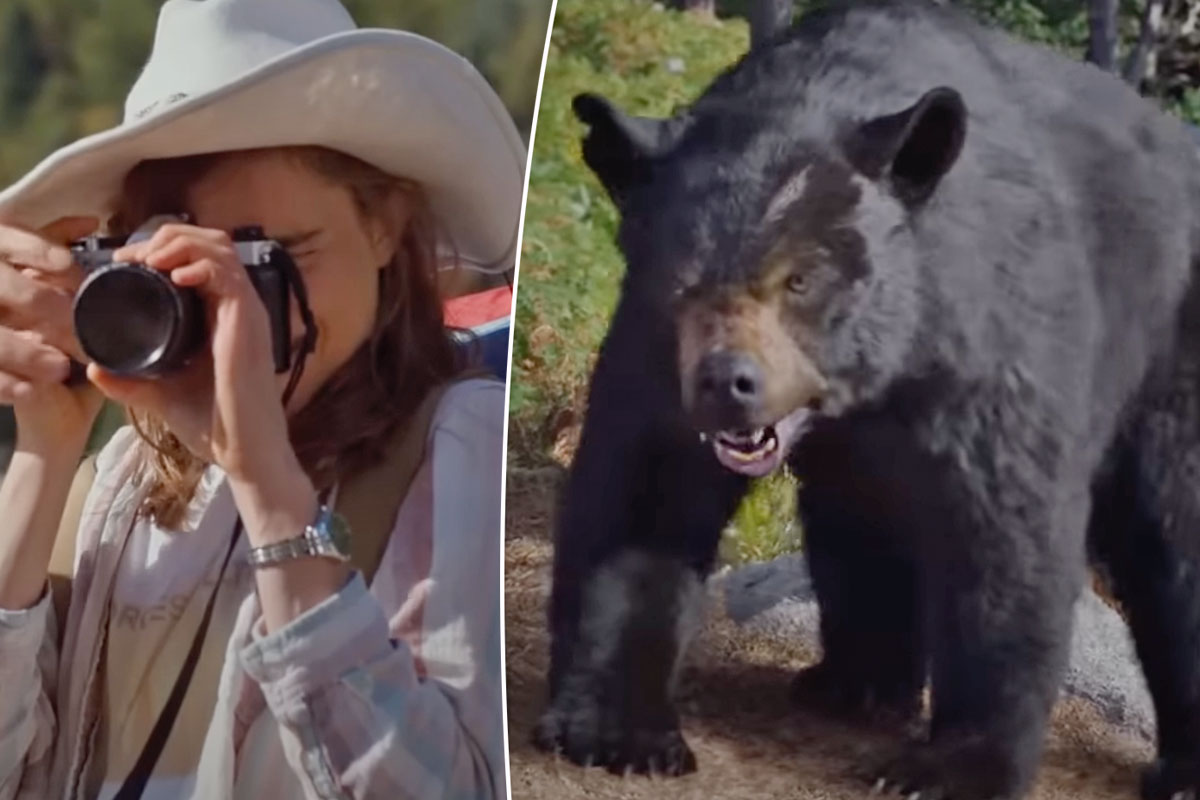 #Tourist Rolls Down Window For Better Pic With Wild Bear — And Nearly Gets Arm Bitten Off!
