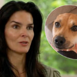 Angie Harmon Is SUING Instacart & The Shopper Who Shot Her Dog!