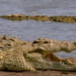 Mother Allegedly Fed Disabled 6-Year-Old Son To Crocodile -- And She's Blaming WHO?!