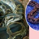 Missing Mother Of 4 Found Dead Inside Python's Belly