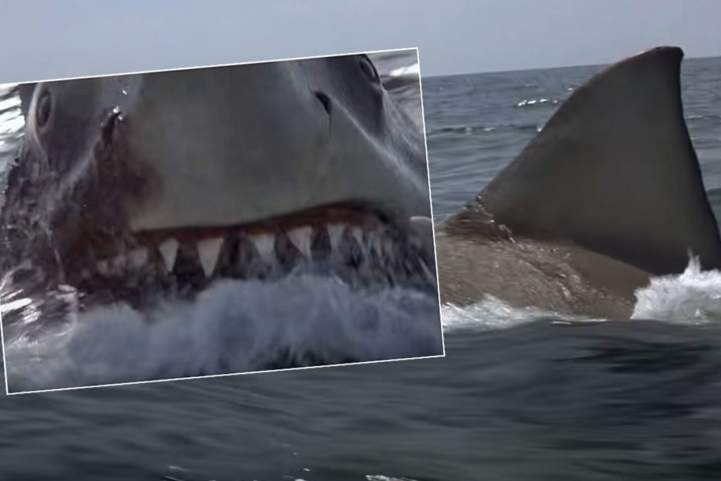 Don’t Freak Out, But Cocaine Sharks Are Apparently A REAL Thing! Okay, Maybe You Actually Can Freak Out!