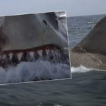 Don’t Freak Out, But Cocaine Sharks Are Apparently A REAL Thing! Okay, Maybe You Actually Can Freak Out!