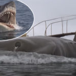 Shark Attacks Multiple People During Fourth Of July Outings At Beach In South Texas! OMG!