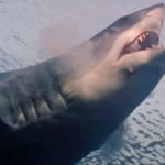 16-Year-Old Boy Decapitated In Horrifying Shark Attack In Jamaica