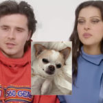 Nicola Peltz Beckham Sues Dog Groomer Over Death Of ‘Baby Nala’ -- Read Her Heartbroken Statement