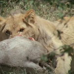 Zookeeper Killed In Lion Attack After Leaving Gate Open During Feeding Time!