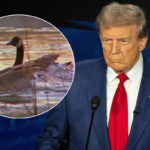 Just A Wild Goose Chase! Ohio Wildlife Rep Shuts Down Donald Trump’s Claims Migrants Are Eating Geese!