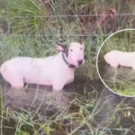 Remember That Dog Tied To A Fence In Flood Waters Amid Hurricane Milton? They Found The Man Responsible -- DETAILS!