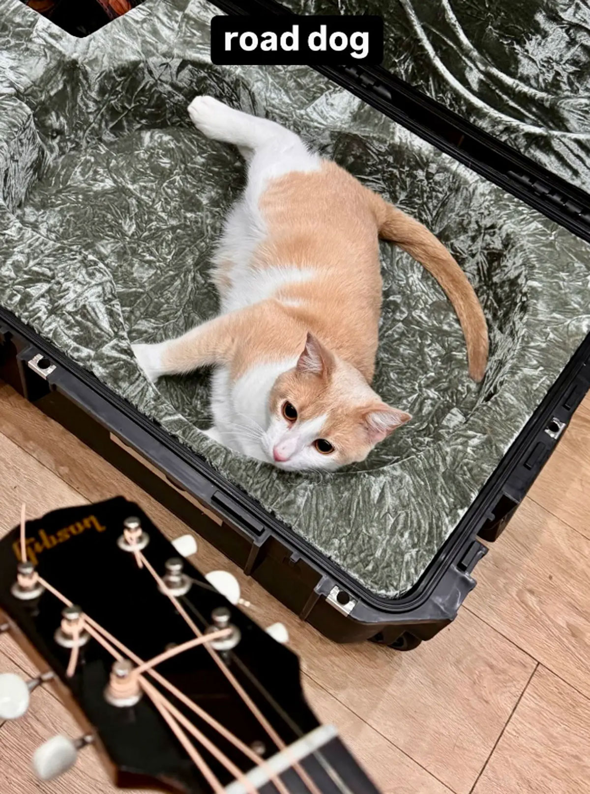 Zach Bryan Cat Pics Brianna Chickenfry Upset