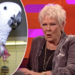 Judi Dench Has A Pet Parrot That Calls Her This NSFW Name!