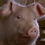 Woman Killed & Eaten By Neighbor's Pet Pigs On Christmas Day