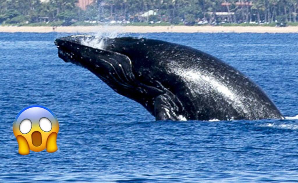 Kayaker Swallowed By Whale SURVIVES -- And It's All On Video!