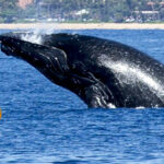 Kayaker Swallowed By Whale SURVIVES -- And It's All On Video!