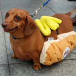 Missing Mom Was Eaten By Her Wiener Dogs!