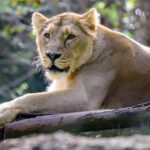 Lion Attack At Australian Zoo Leads To Woman Losing Her Arm After 'Severe Damage'