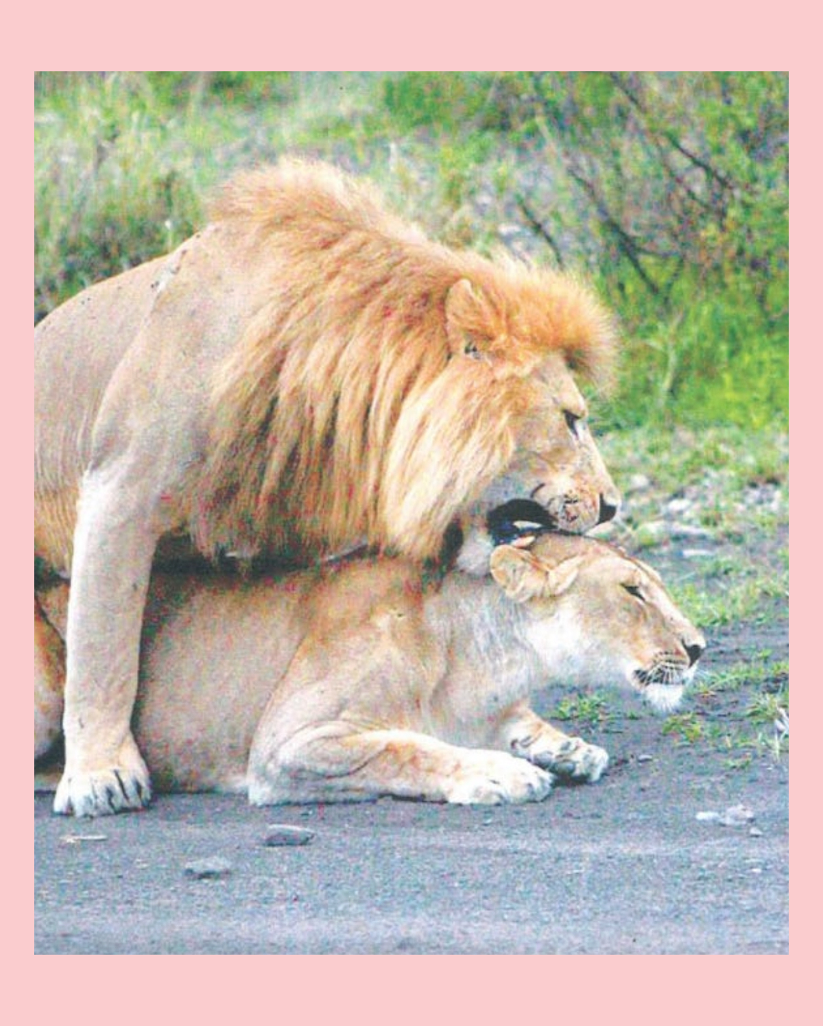 Epstein Book Lions
