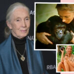 Dr. Jane Goodall Dead At 91