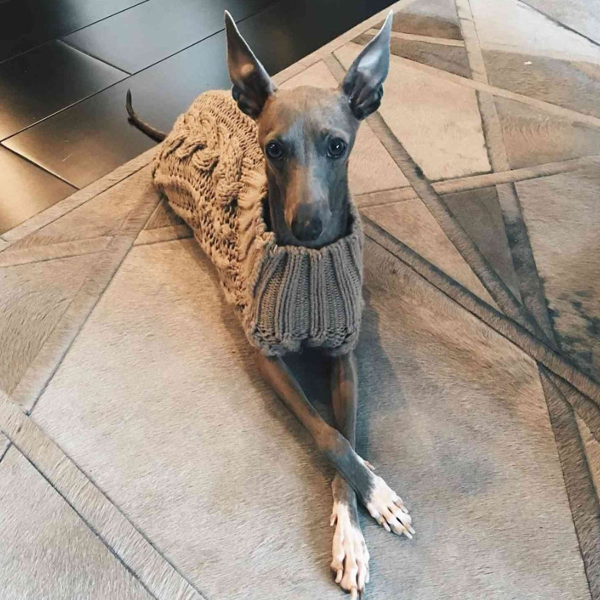 Kylie Jenner mourns dog Norman