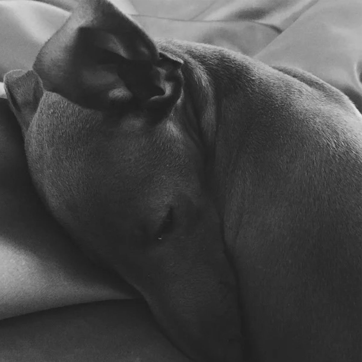 Kylie Jenner mourns dog Norman