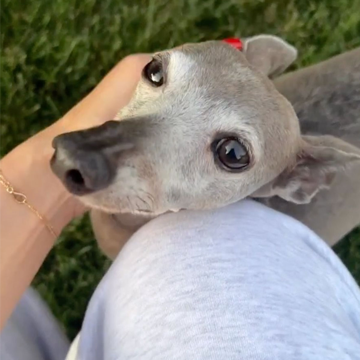 Kylie Jenner mourns dog Norman