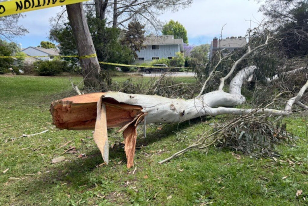 4-Year-Old Boy Killed In Freak Accident While Playing In Park - Why It ...