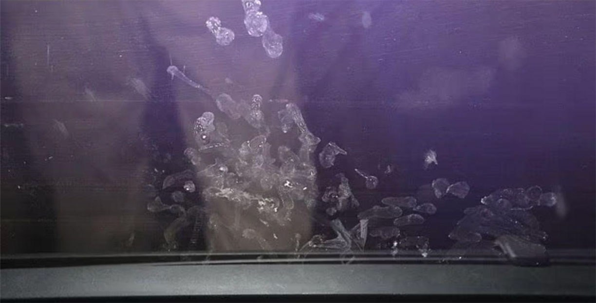 Parker Scholtes handprints