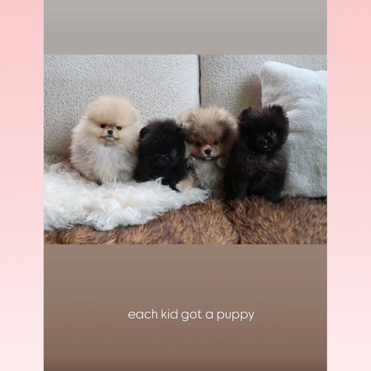 Kim Kardashian gets four new puppies for kids