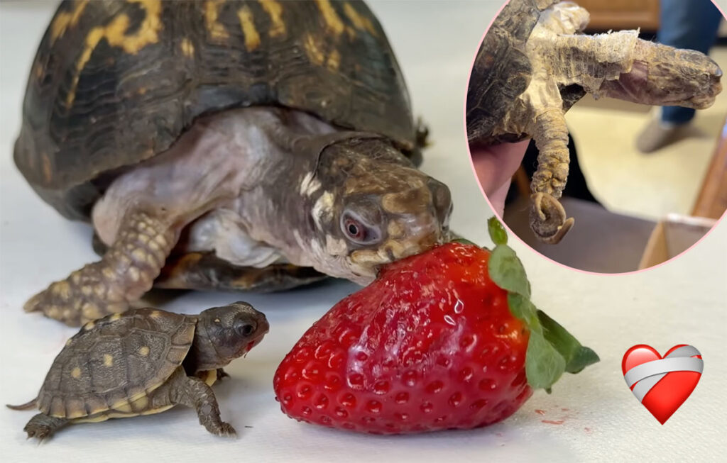 This Turtle Was Rescued After 50 YEARS Of Neglect -- And Now She's Finally Got A Baby Of Her Own!