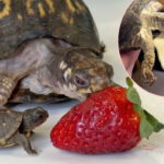 This Turtle Was Rescued After 50 YEARS Of Neglect -- And Now She's Finally Got A Baby Of Her Own!