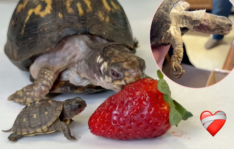 This Turtle Was Rescued After 50 YEARS Of Neglect - And Now She's ...