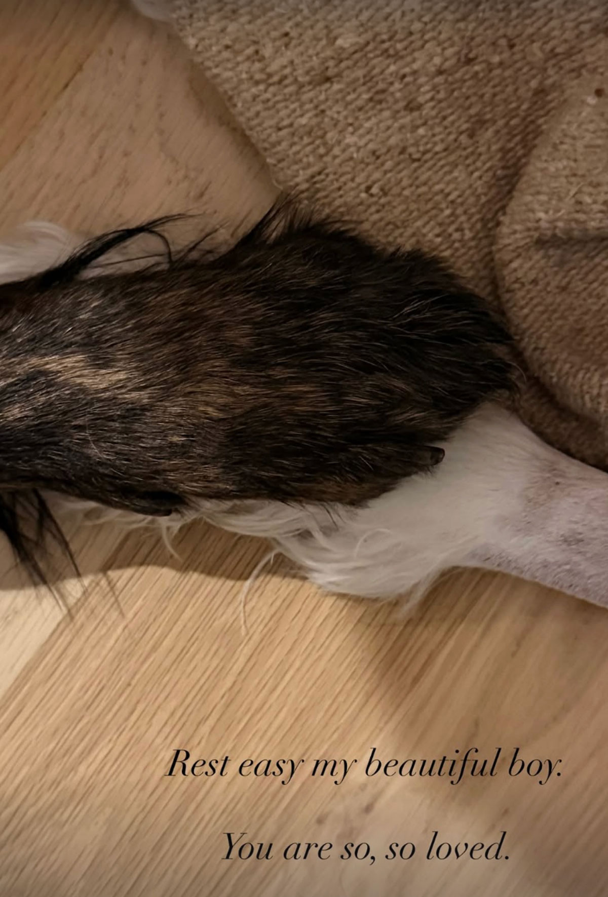 Kelsea Ballerini & Chase Stokes Tearfully Mourn Her 'Soul Dog' After Cancer Battle