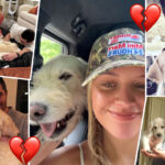 Kelsea Ballerini & Chase Stokes Tearfully Mourn Her 'Soul Dog' After Cancer Battle