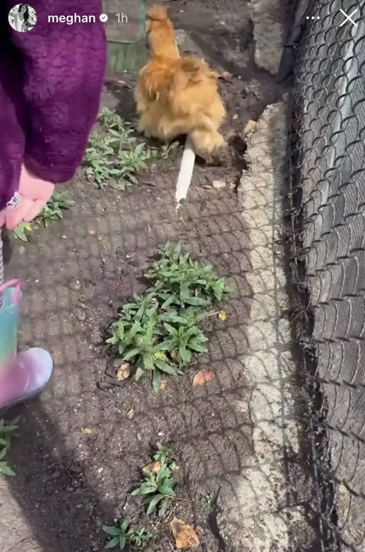 Meghan Markle Shares Rare Look Inside California Life With Princess Lilibet 