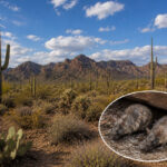 Arizona Officials Warn Of 'Sin Nombre' Strain Of Hantavirus After Resident Dies -- DETAILS