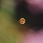 Blind Item: Vow Renewal Under The Harvest Moon